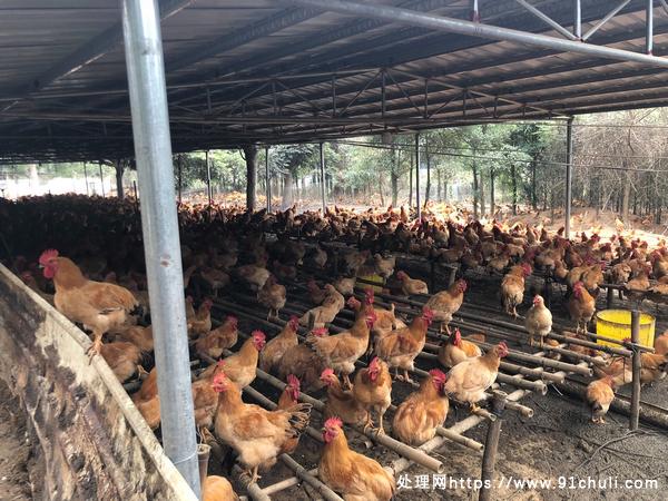 

里湖镇乌石林场20亩养鸡场，适合养鸡、狗、羊，年租2万