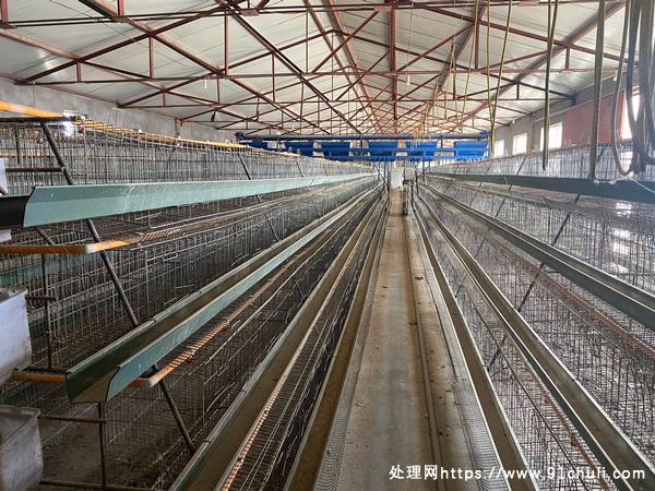 

蛋鸡养殖设备齐全，成本低