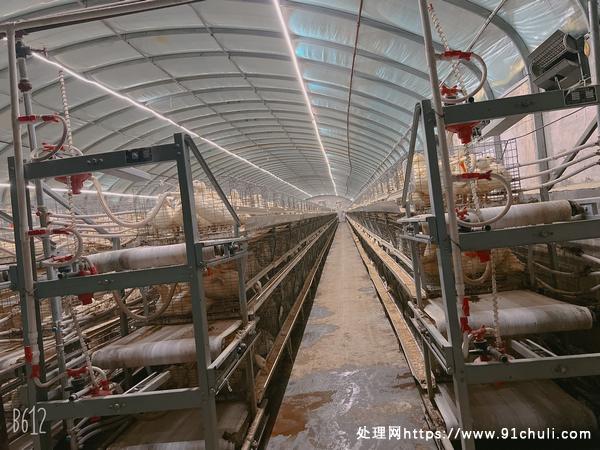 

自动化养鸡设备减轻劳动九成新